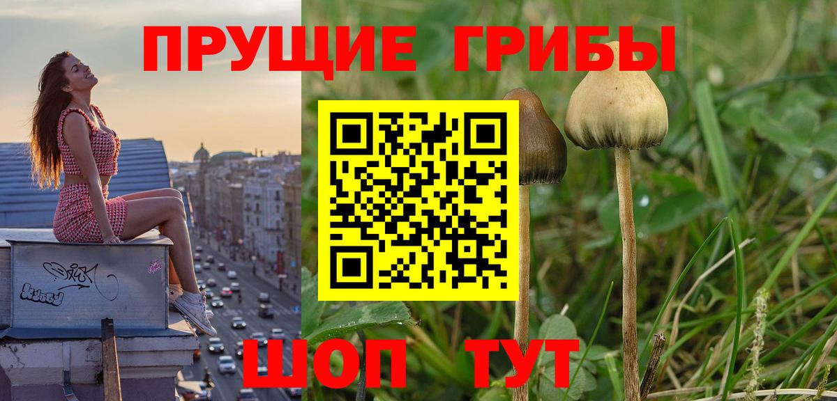 Псилоцибиновые грибы мицелий Ялуторовск